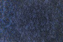 Flotex Colour s 482116 Penang Azure фото 2 | FLOORDEALER