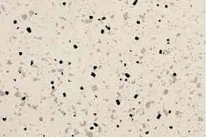 Линолеум Apoluza SportFloor PVC Jiajing BXJJ8002 фото  | FLOORDEALER