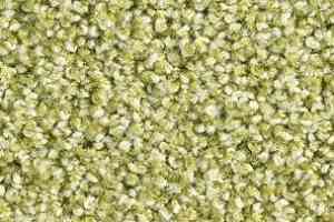 Ковролин Balsan Les Must Les Must 230 фото  | FLOORDEALER