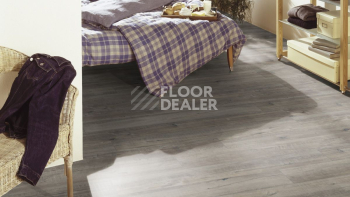 Kronotex Exquisit 8мм d4786 Дуб Гала Серый фото 3 | FLOORDEALER