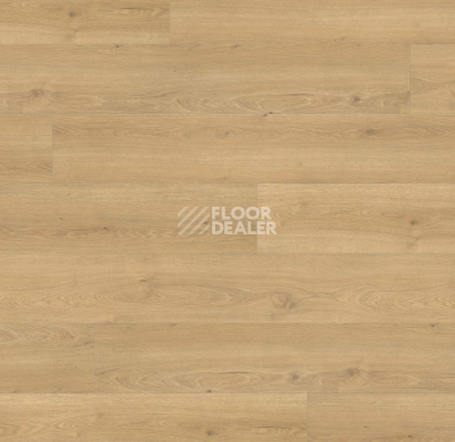 Ламинат Haro Tritty 100 Gran Via 4V Дуб Флавия Пуро 544735 фото 1 | FLOORDEALER