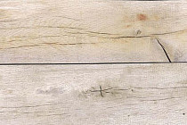 Пробковое покрытие Wood замковое OAK DUPEL PLANKE фото 1 | FLOORDEALER