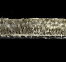 AW Masquerade Moretta 29 фото 4 | FLOORDEALER