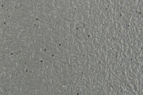 Forbo SureStep Laguna 181922 concrete фото 3 | FLOORDEALER