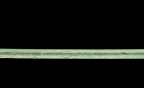 Tarkett iq Melodia 2640 фото 4 | FLOORDEALER