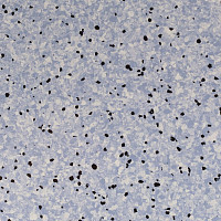 Линолеум Standard Conductive 804 Lake фото 1 | FLOORDEALER