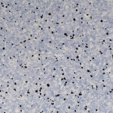 Standard Conductive 804 Lake фото 1 | FLOORDEALER