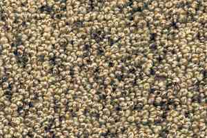 Ковролин AW Dakota 40 фото  | FLOORDEALER