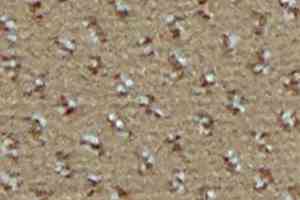 Ковролин Infloor Credo 720 фото  | FLOORDEALER