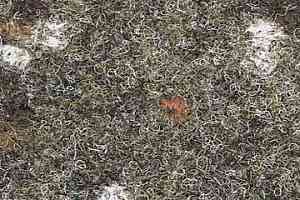 Ковролин Finett Accent 1450 фото  | FLOORDEALER