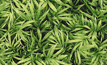 Halbmond Pure Elements 13837 фото 1 | FLOORDEALER