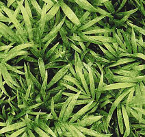 Ковролин Halbmond Pure Elements 13837 фото 1 | FLOORDEALER