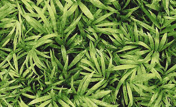 Ковролин Halbmond Pure Elements 13837 фото 1 | FLOORDEALER