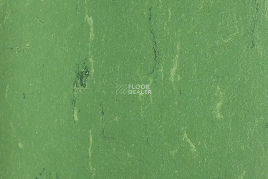 Forbo Marmoleum Solid Piano 3647-364735 nettle green фото 2 | FLOORDEALER