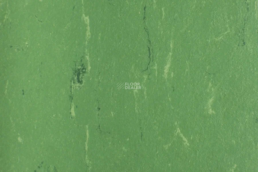Forbo Marmoleum Solid Piano 3647-364735 nettle green фото 2 | FLOORDEALER