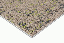 Neuflor Desert 600905 + New Leaf фото 6 | FLOORDEALER