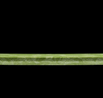 Tarkett iq Melodia 2621 фото 4 | FLOORDEALER