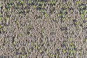 Ковровая плитка Neuflor Desert 600905 + New Leaf фото  | FLOORDEALER