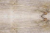 Пробковое покрытие Wood замковое SIBIRIAN LARCH LIMEWASHED фото 1 | FLOORDEALER