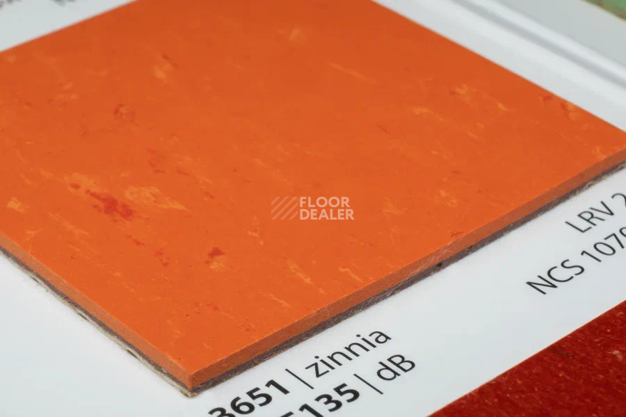 Forbo Marmoleum Solid Piano 3651-365135 zinnia фото 3 | FLOORDEALER