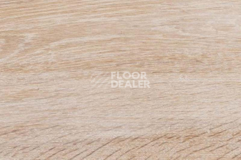 Пробковое покрытие Wood Xl Oak  Gekalte New фото 1 | FLOORDEALER