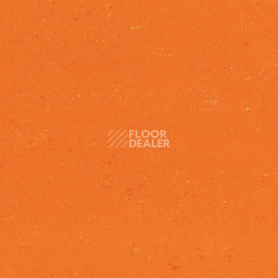 Линолеум Colorette 0170 Kumquat Orange фото 1 | FLOORDEALER
