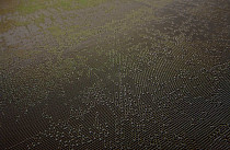 Кварцвиниловые полы Bolon Create CONVERSO фото 1 | FLOORDEALER