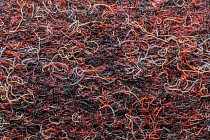 Ковролин Forbo Markant 11126 Merlot фото 1 | FLOORDEALER