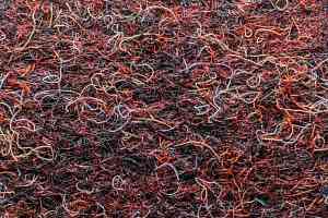 Ковролин Forbo Markant 11126 Merlot фото  | FLOORDEALER