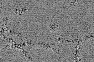 Ковролин Balsan Muse 920 фото  | FLOORDEALER