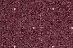 Ковролин Big Fidenza 445 фото  | FLOORDEALER