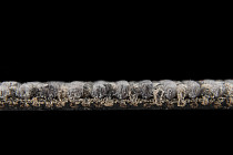 Escom Groove Groove 2122 фото 3 | FLOORDEALER