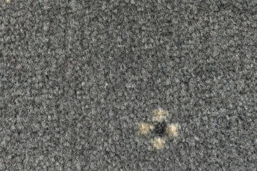 AW Animo AW Animo 97 фото 2 | FLOORDEALER