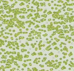 Ковролин Forbo Flotex Sottsass Bacteria 990203 фото 1 | FLOORDEALER