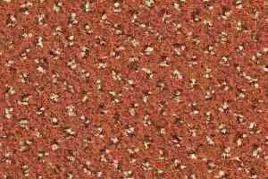 Ковролин Balsan Signature 465 фото  | FLOORDEALER