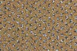 Ковролин Balsan Signature 769 фото  | FLOORDEALER