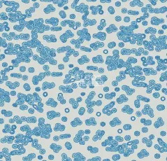Ковролин Forbo Flotex Sottsass Bacteria 990202 фото 1 | FLOORDEALER
