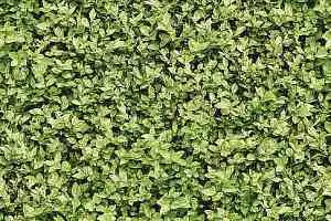 Ковролин Halbmond Pure Elements 13836 фото  | FLOORDEALER