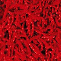 Ковролин Girloon Dream 150 фото 1 | FLOORDEALER