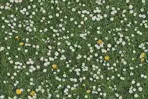 Ковролин Halbmond Pure Elements 13832 фото  | FLOORDEALER