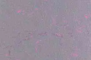 Линолеум Forbo Marmoleum Solid Concrete 3735-373535 purple shimmer фото  | FLOORDEALER