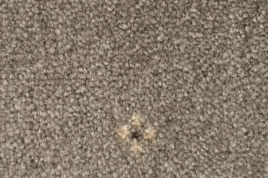 AW Animo AW Animo 49 фото 2 | FLOORDEALER