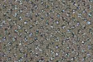 Ковролин Balsan Signature 780 фото  | FLOORDEALER