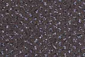 Ковролин Balsan Signature 790 фото  | FLOORDEALER