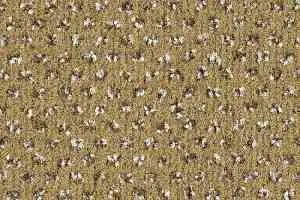 Ковролин Balsan Signature 625 фото  | FLOORDEALER