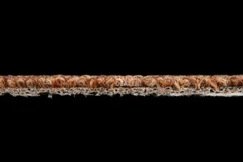 AW Medusa 84 фото 4 | FLOORDEALER