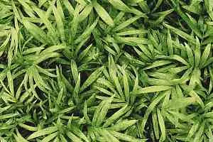 Ковролин Halbmond Pure Elements 13837 фото  | FLOORDEALER